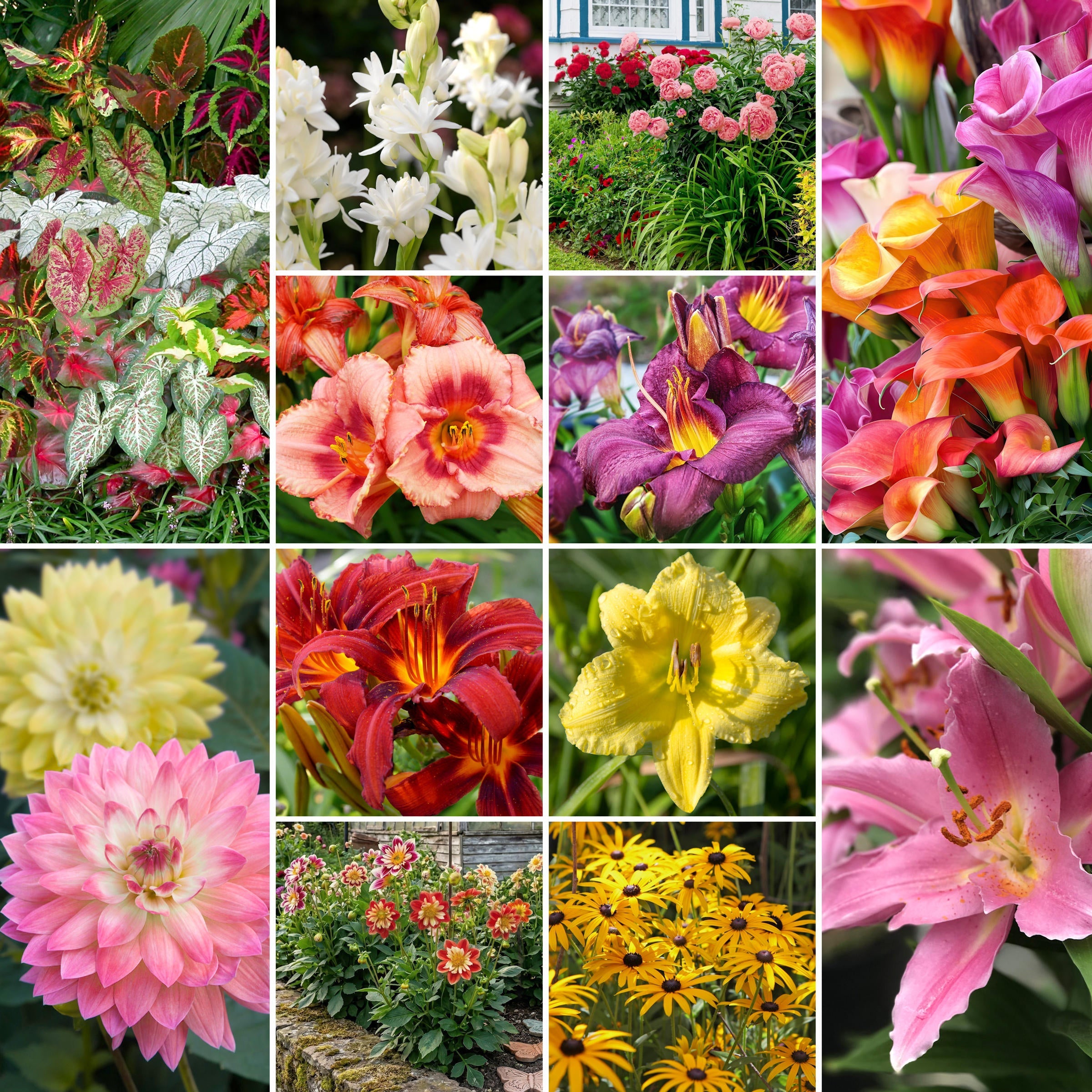 43-Piece Summer Color Garden