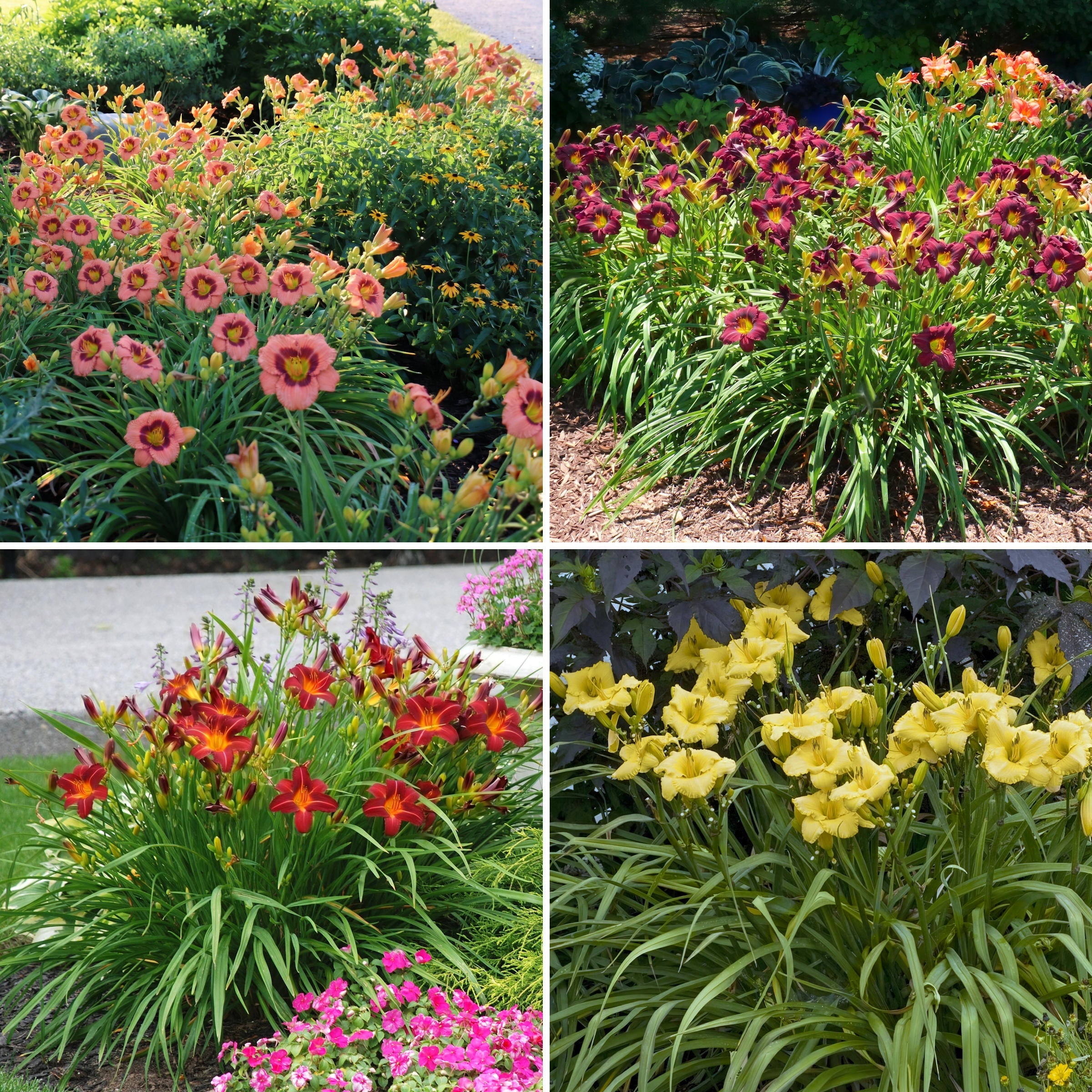 43-Piece Summer Color Garden