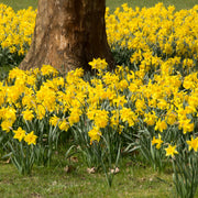 50-Piece Jumbo Perennial Golden Daffodils