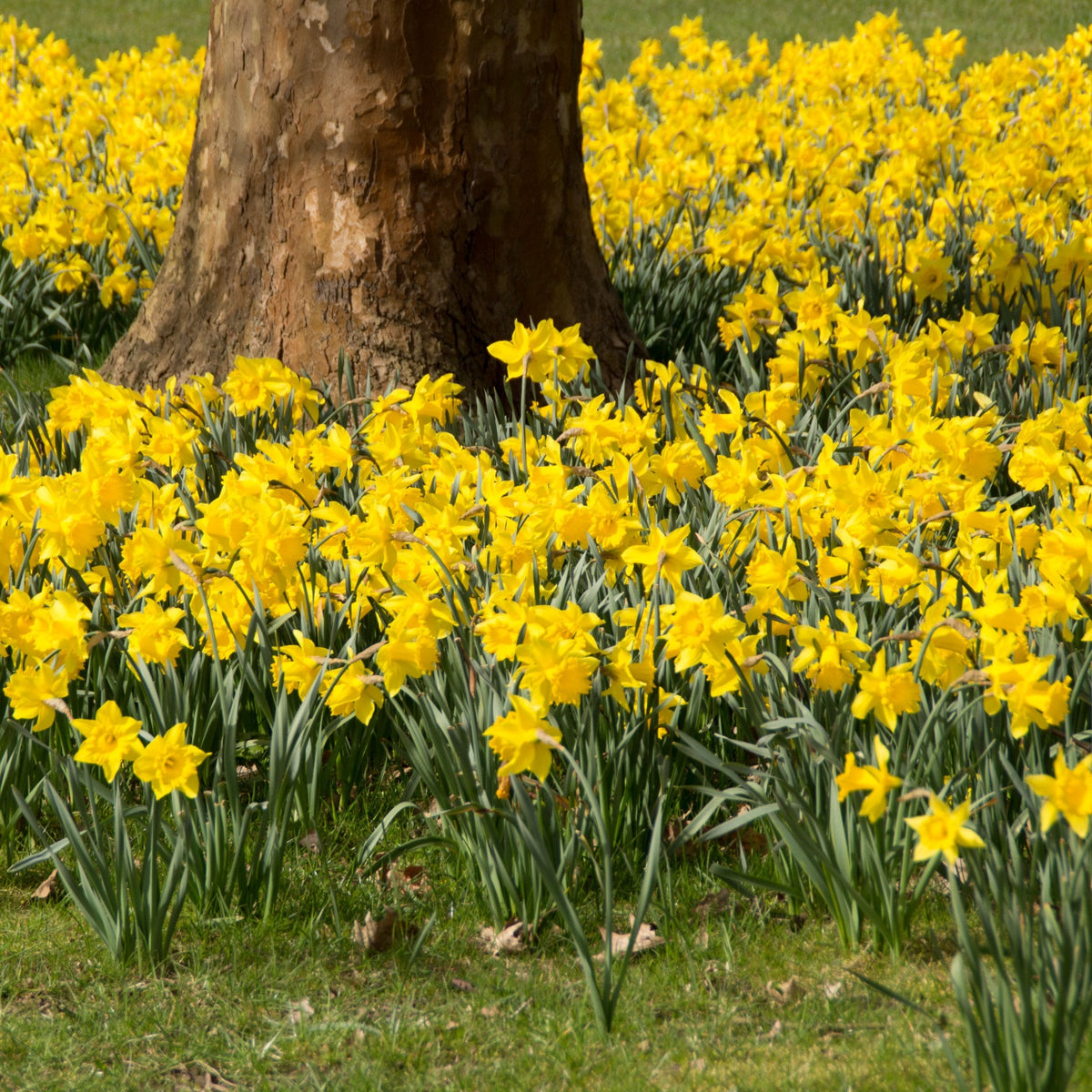 50-Piece Jumbo Perennial Golden Daffodils