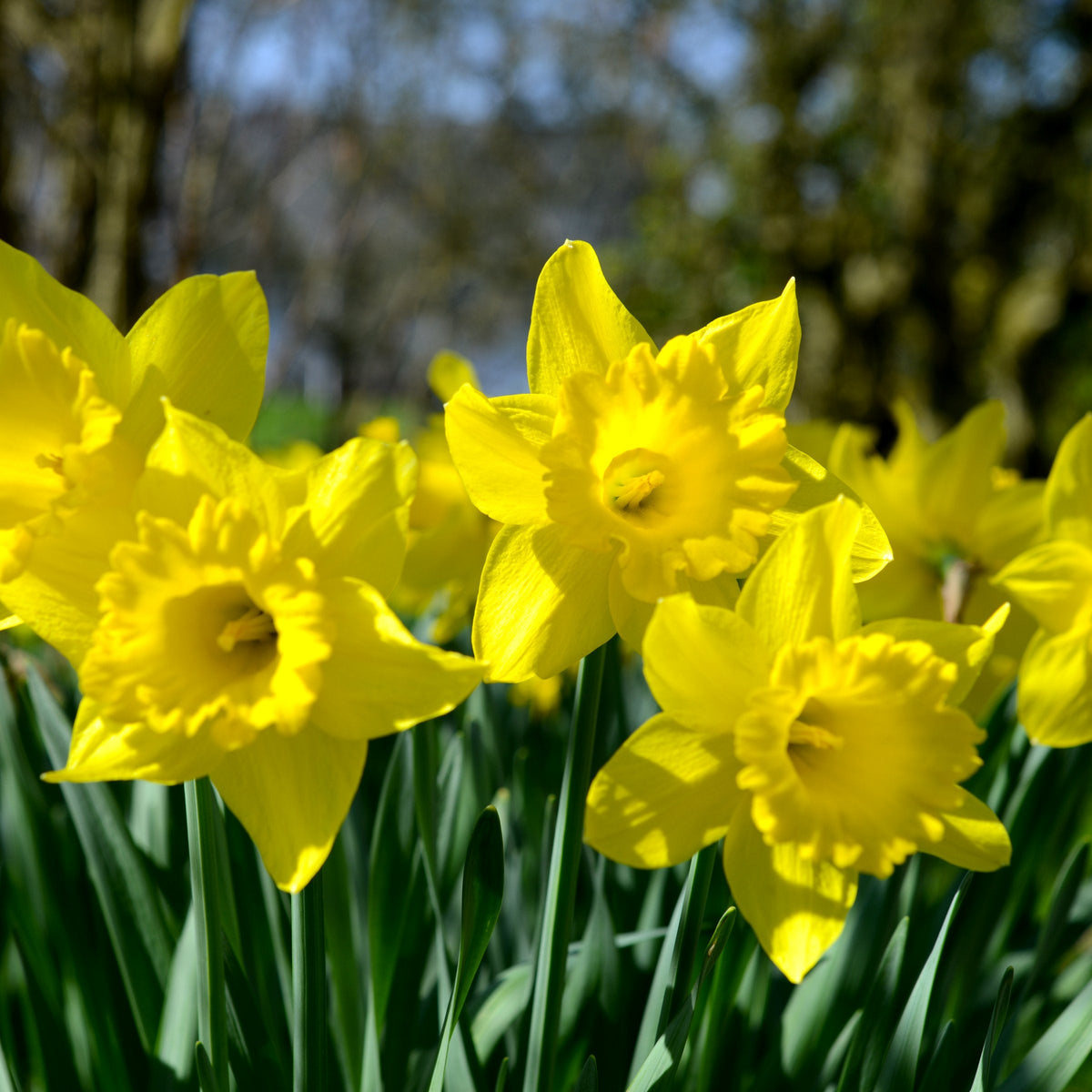 50-Piece Jumbo Perennial Golden Daffodils