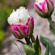 5-Piece Ice Cream Tulips