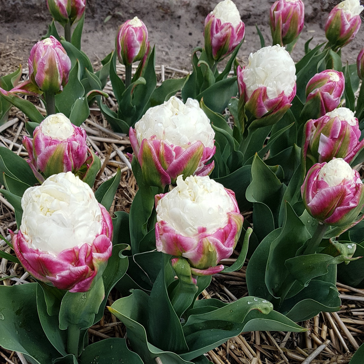 5-Piece Ice Cream Tulips