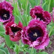 10-Piece Gorilla Tulips