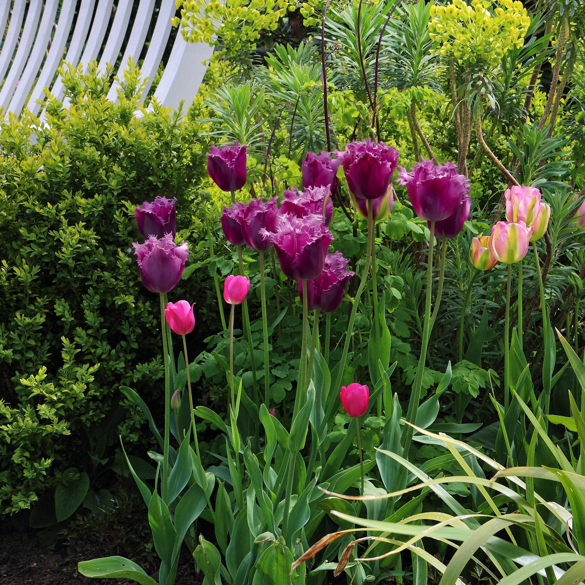 10-Piece Gorilla Tulips