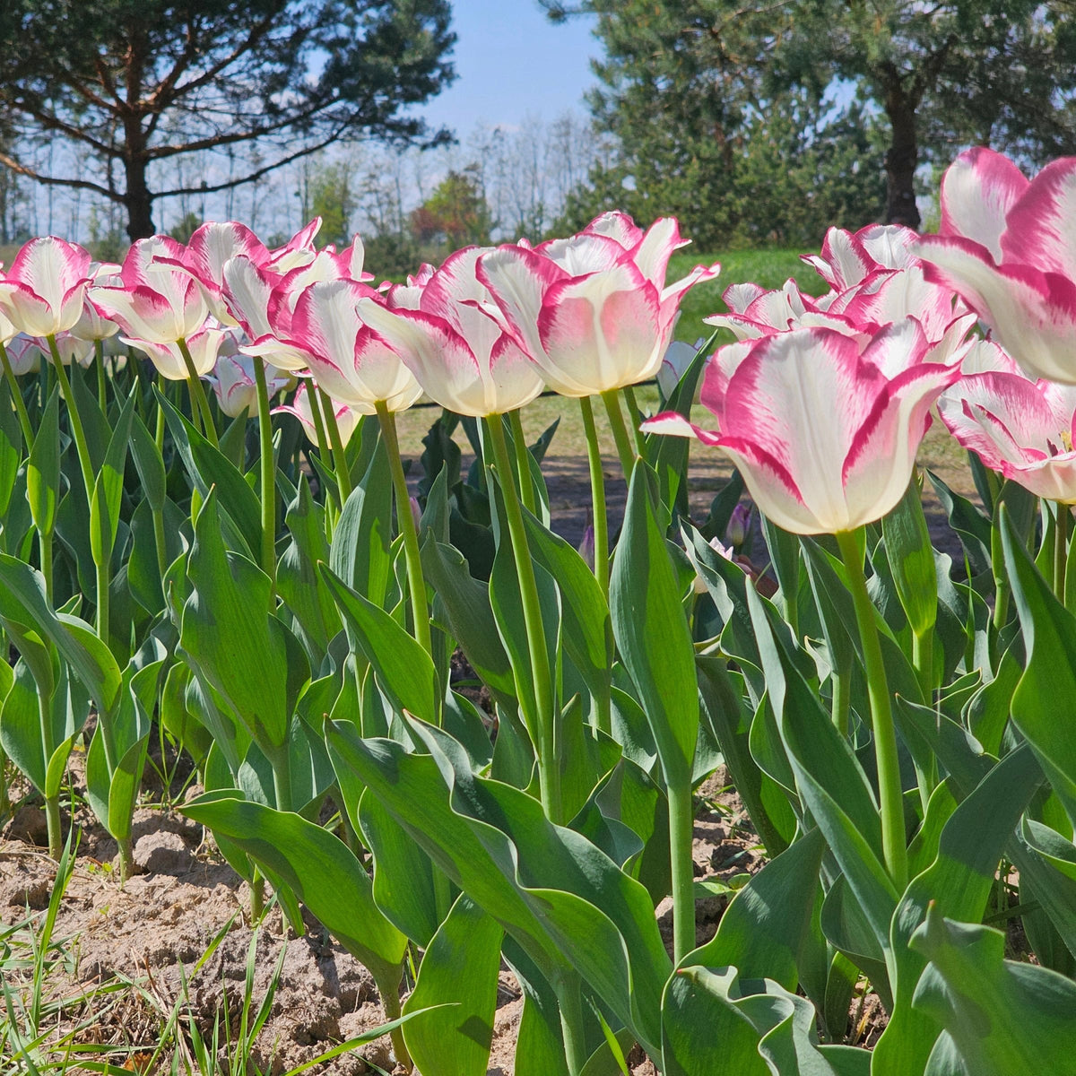 10-Piece Graceland Tulip