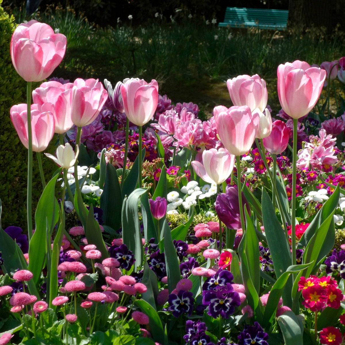 10-Piece Graceland Tulip