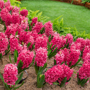 8-Piece Amore Hyacinth