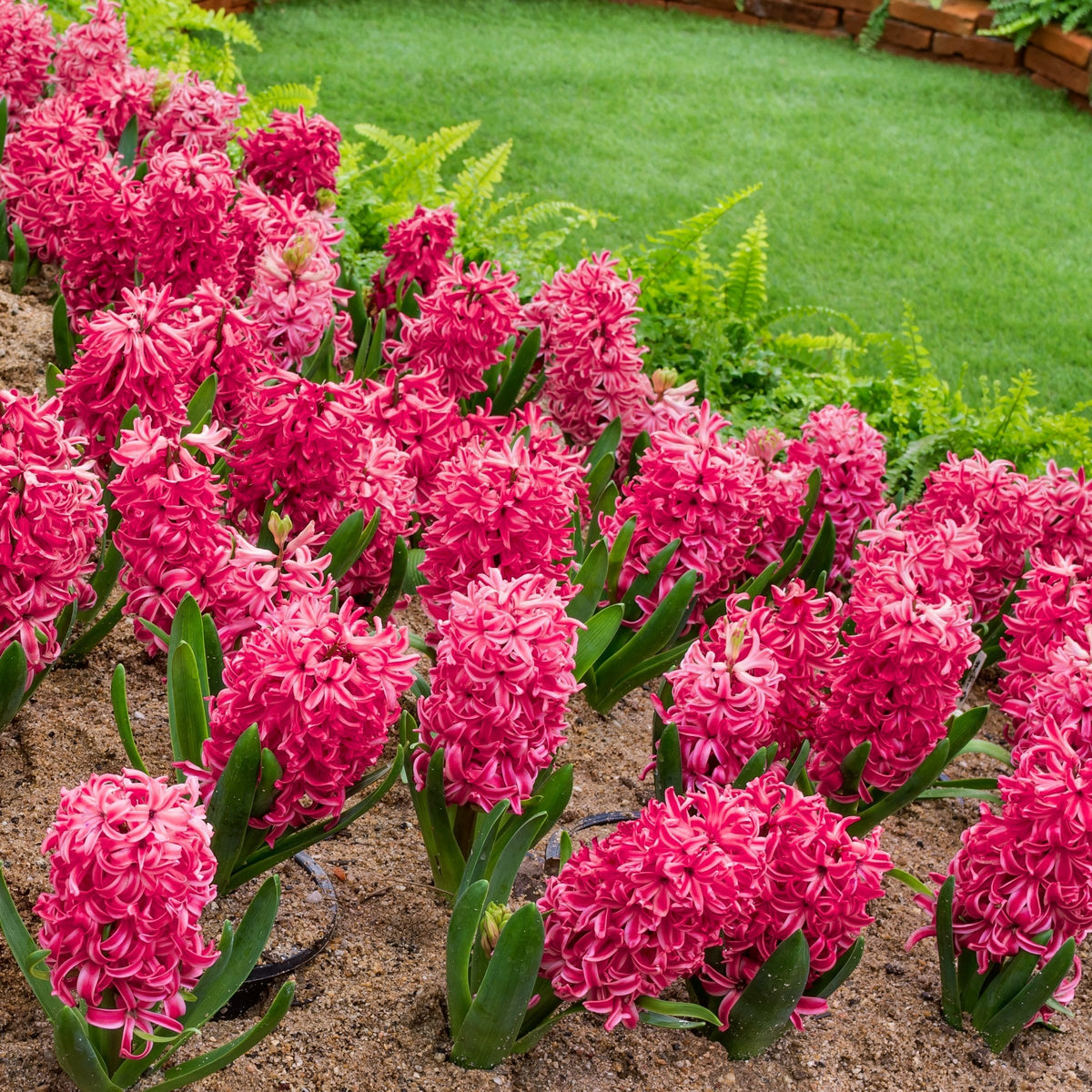 8-Piece Amore Hyacinth