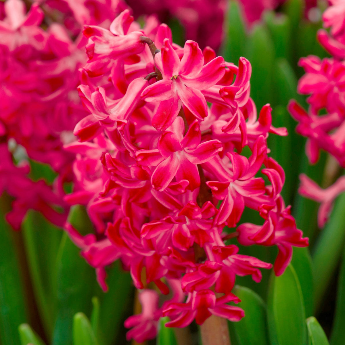 8-Piece Amore Hyacinth