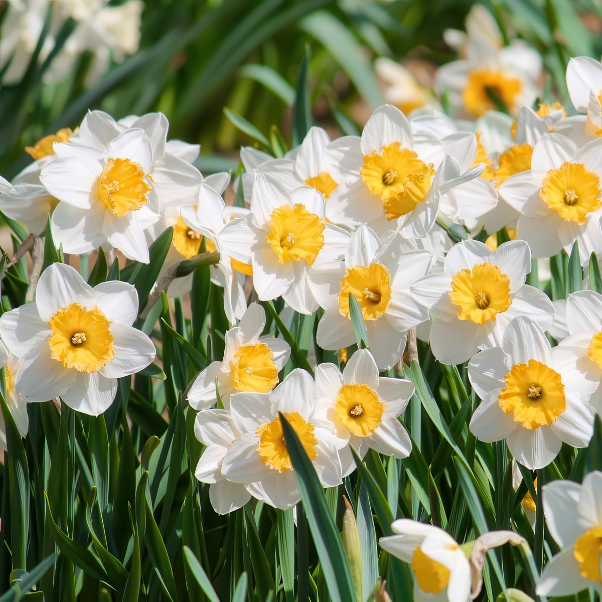 10-Piece Ice Follies Daffodil