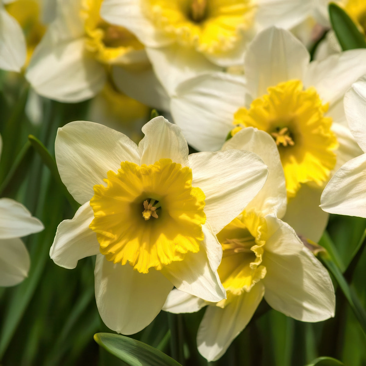 10-Piece Ice Follies Daffodil