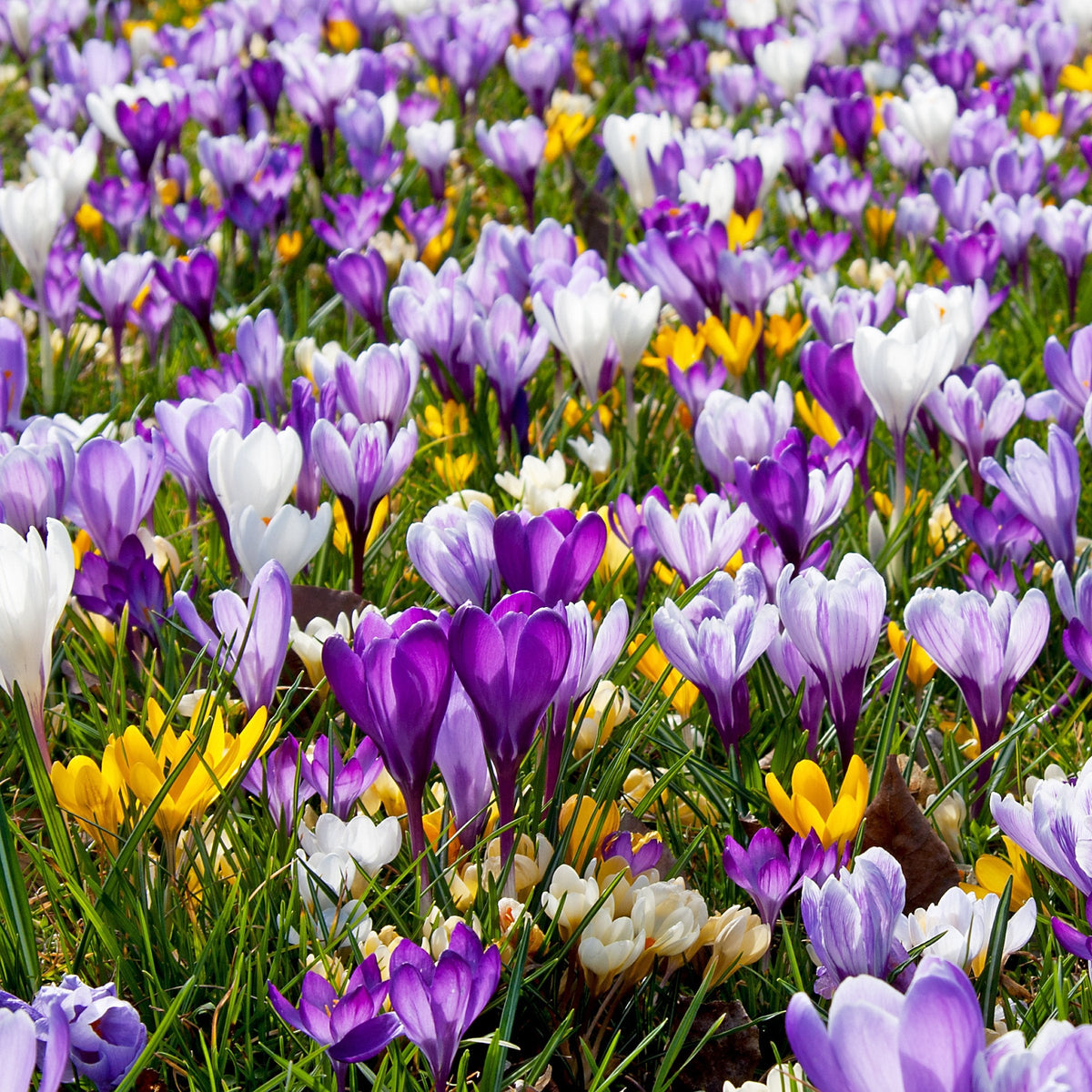 20-Piece Crocus Mix