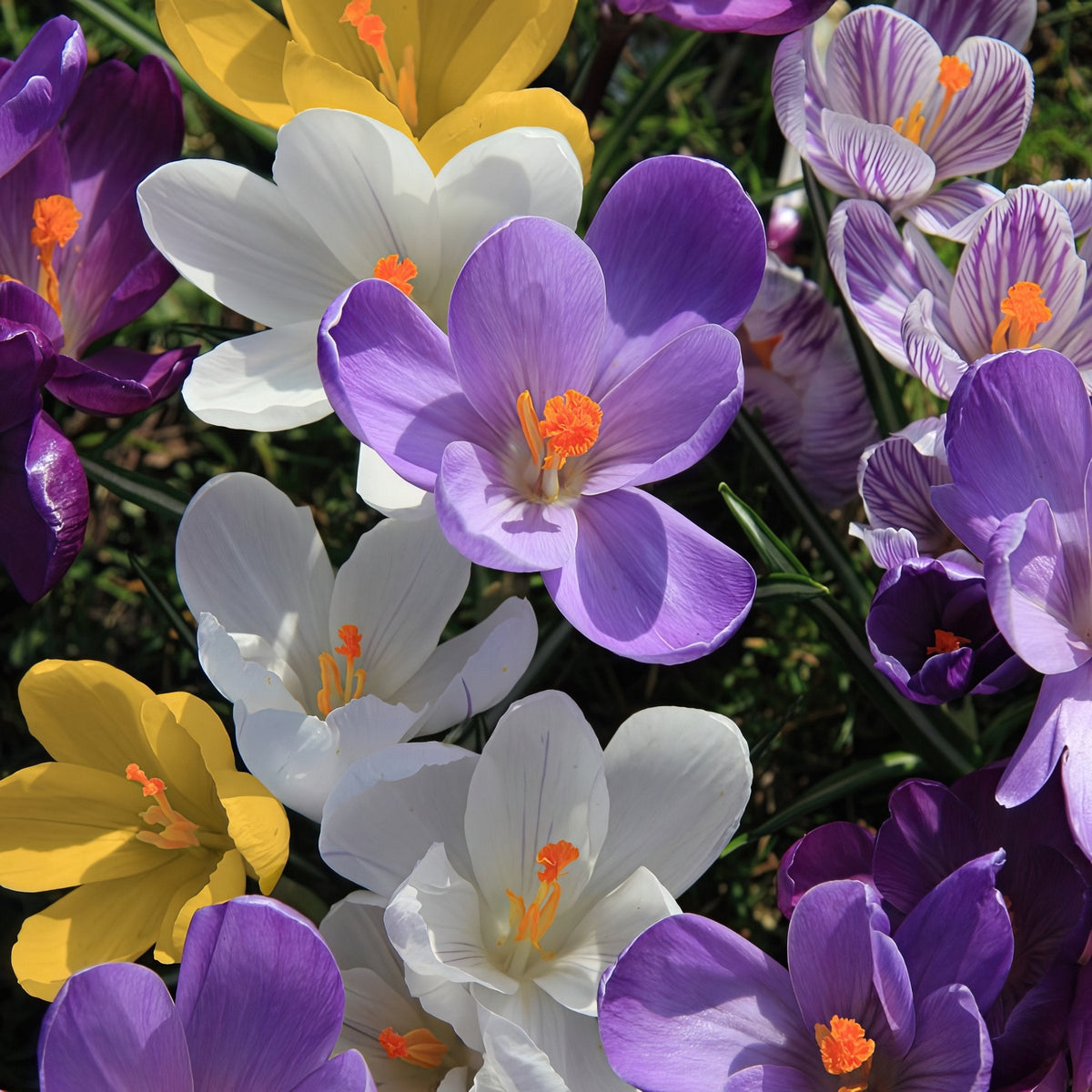 20-Piece Crocus Mix
