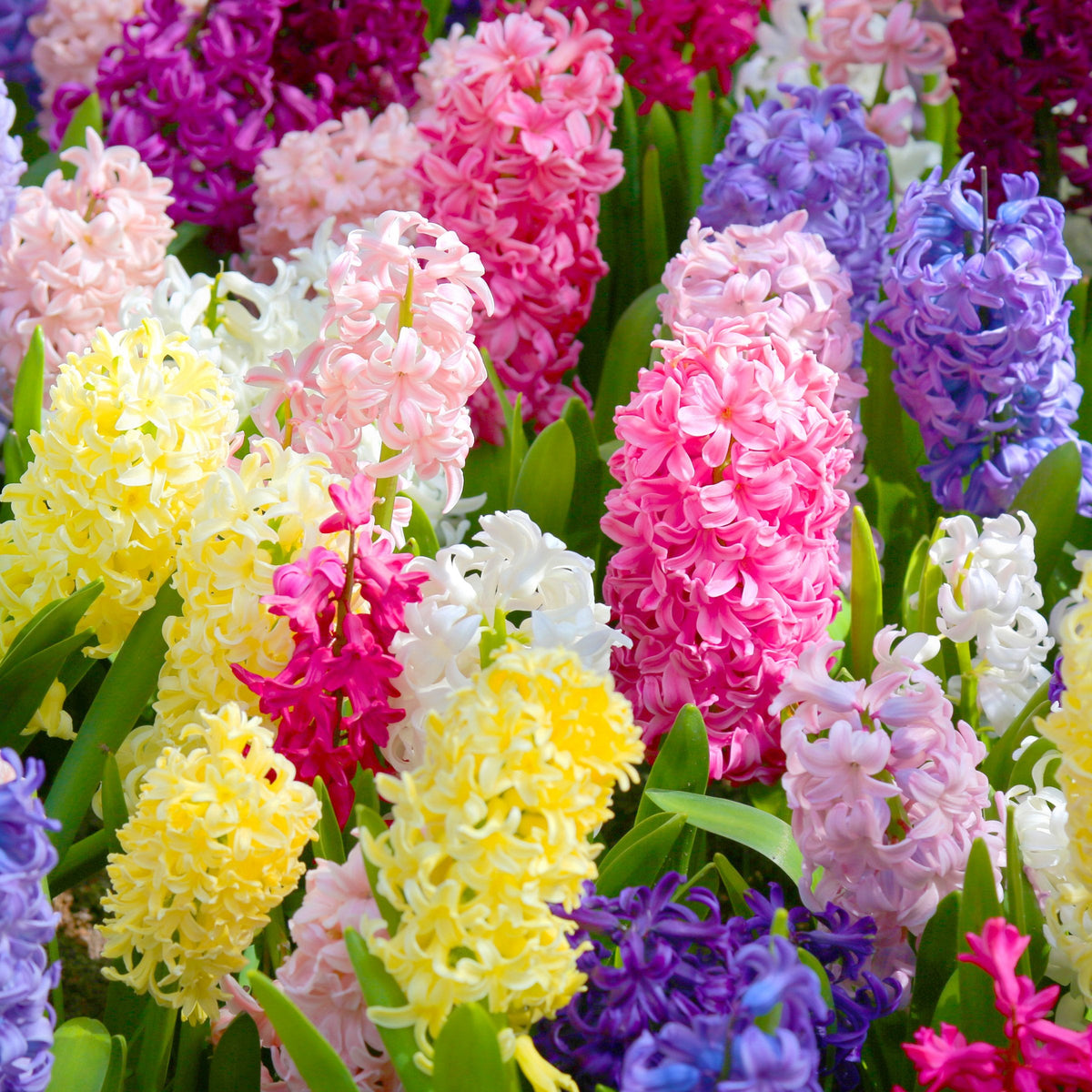 10-Piece Hyacinth Mix