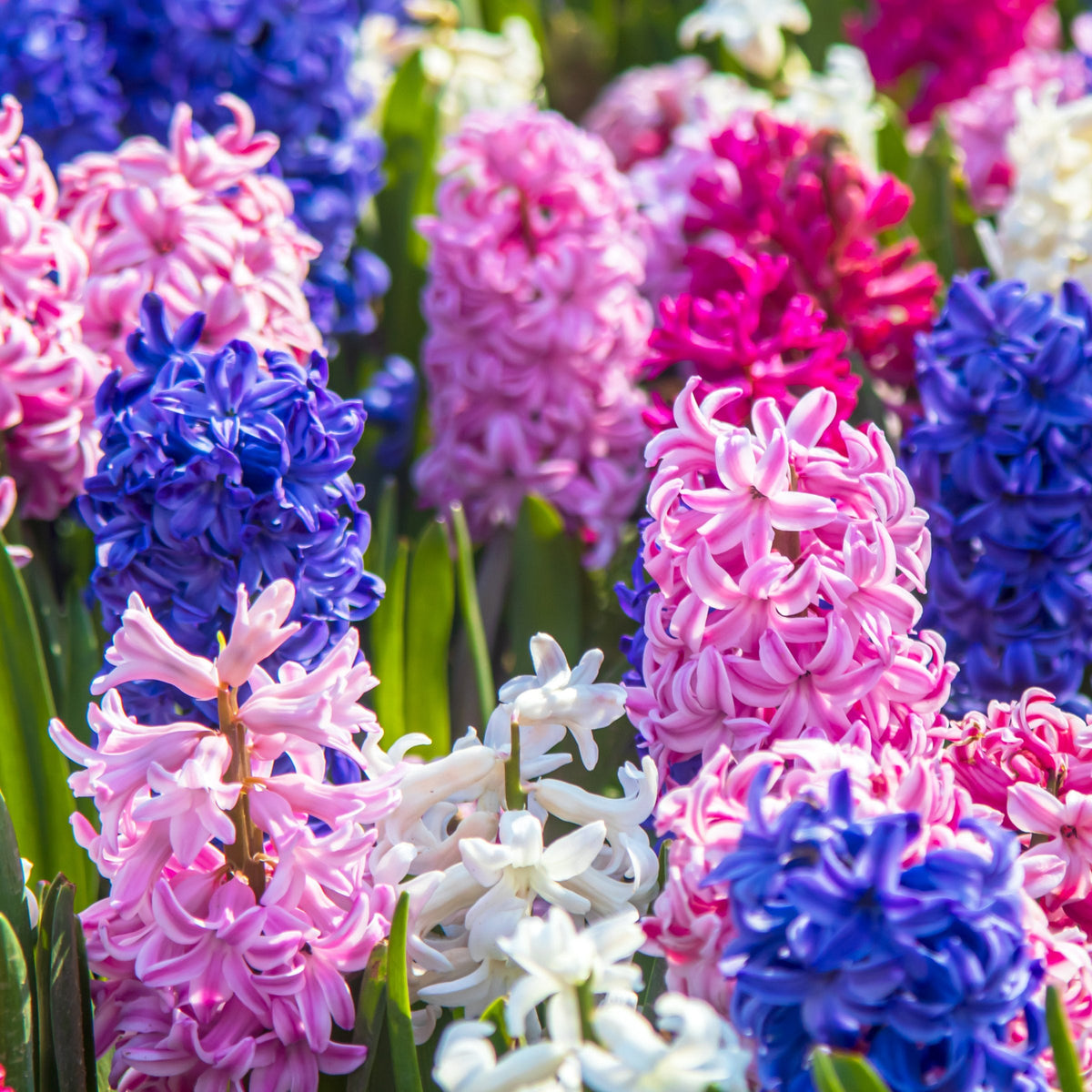 10-Piece Hyacinth Mix