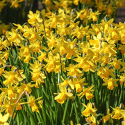 10-Piece Tete a Tete Daffodils