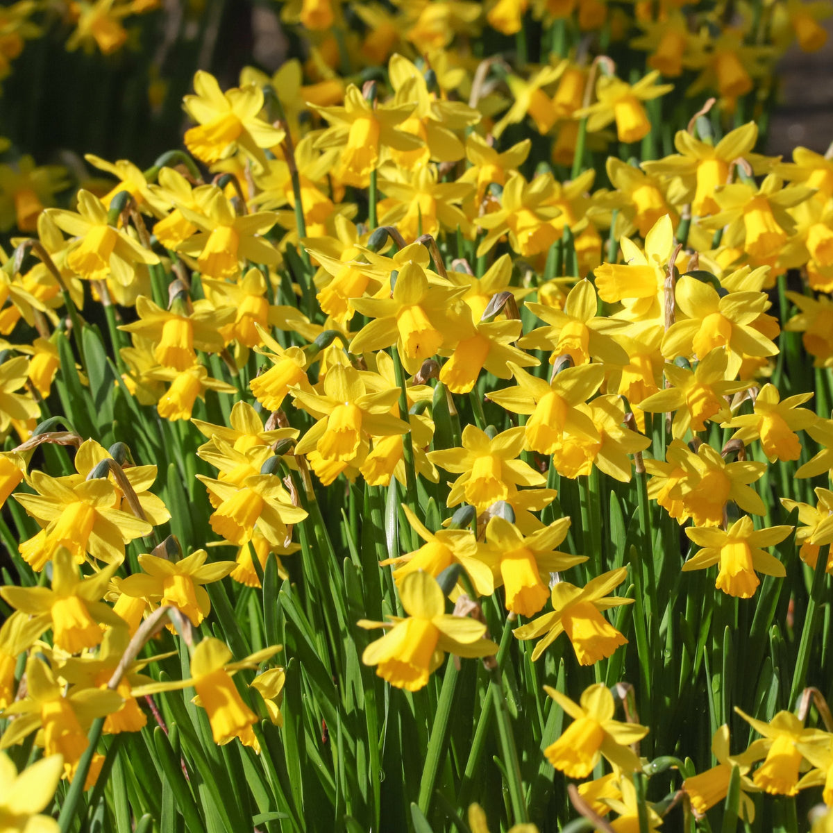 10-Piece Tete a Tete Daffodils