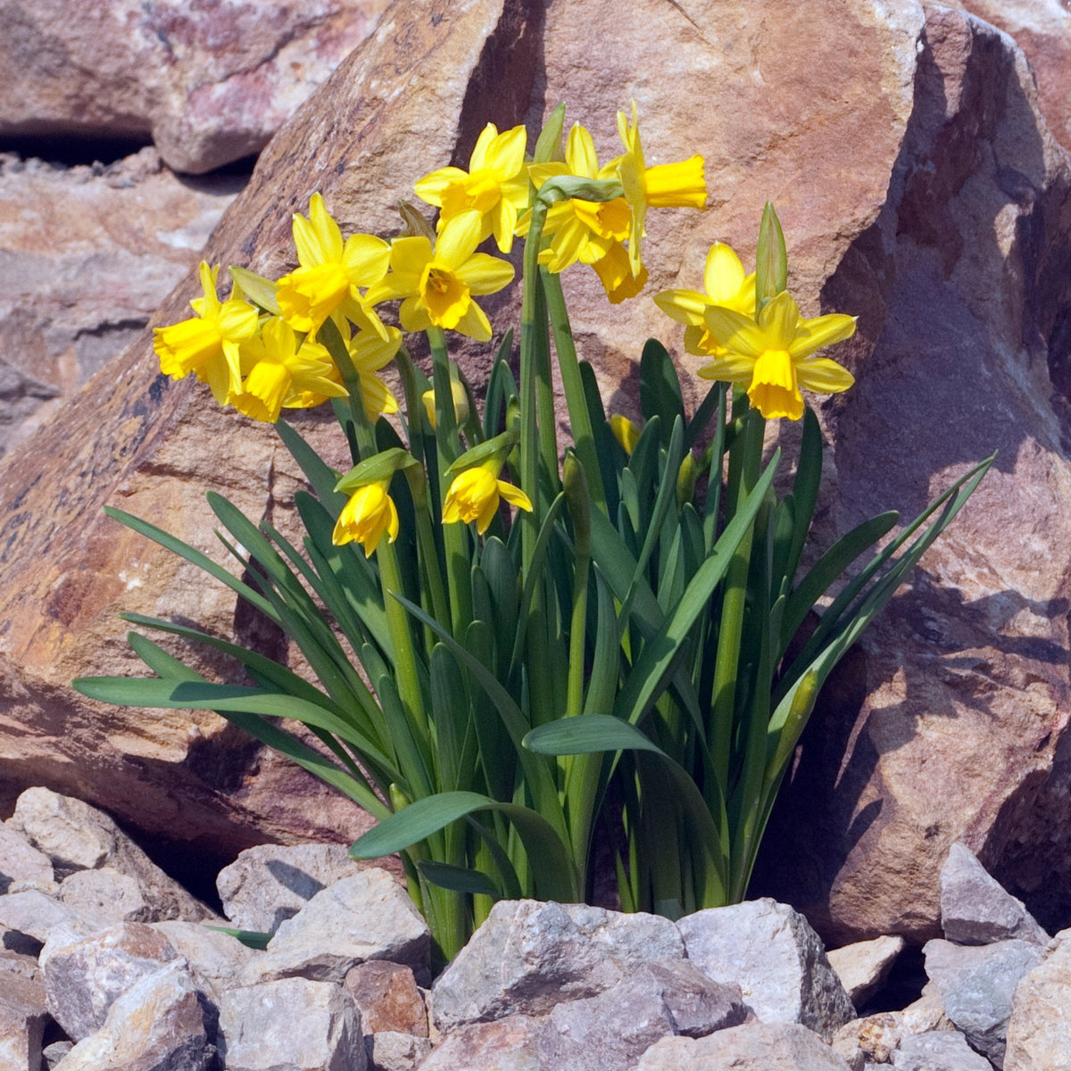 10-Piece Tete a Tete Daffodils