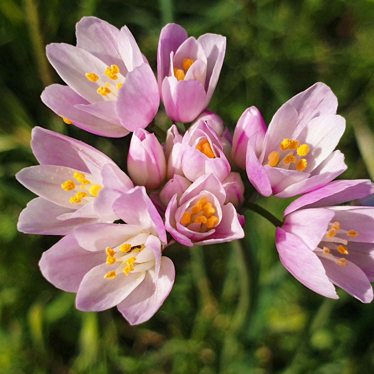 20-Piece Rosy Alliums