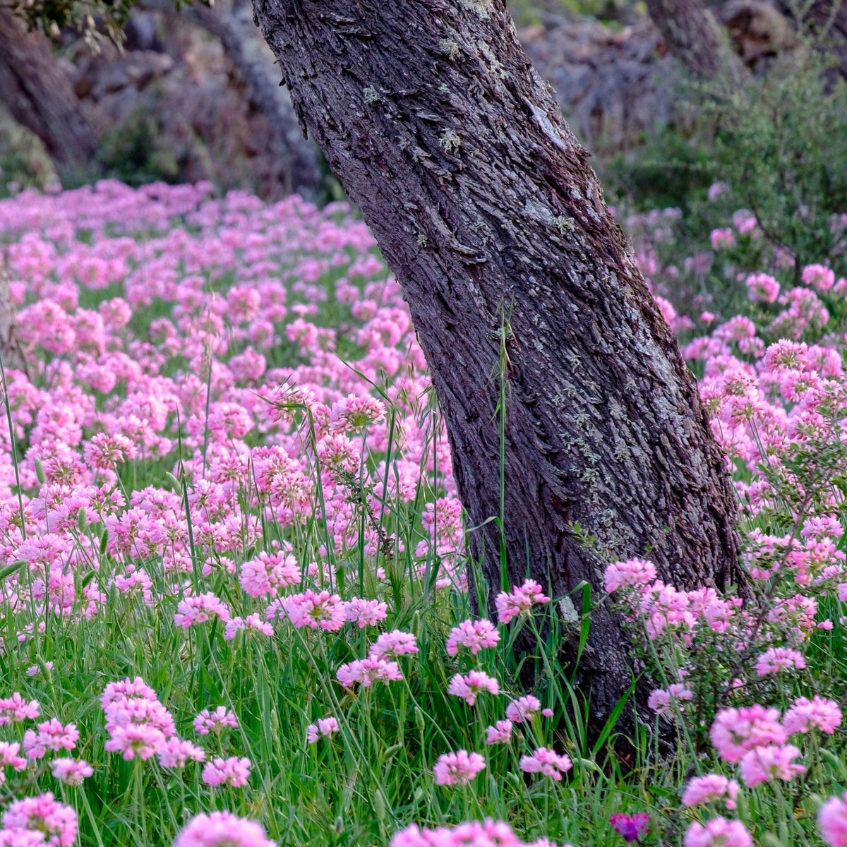 20-Piece Rosy Alliums